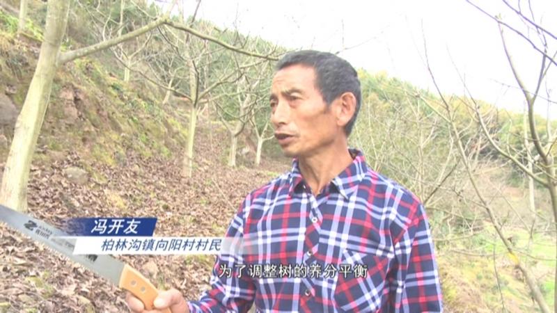 冯开友:十年如一日 把小核桃“护”成大产业.mpg_20201113_191234.005.jpg