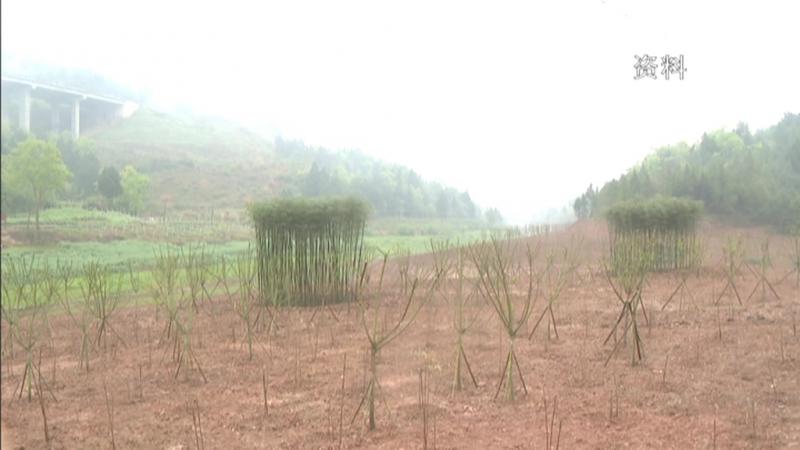 壮大林业产业 助力群众增收.mpg_20201124_191959.901.jpg
