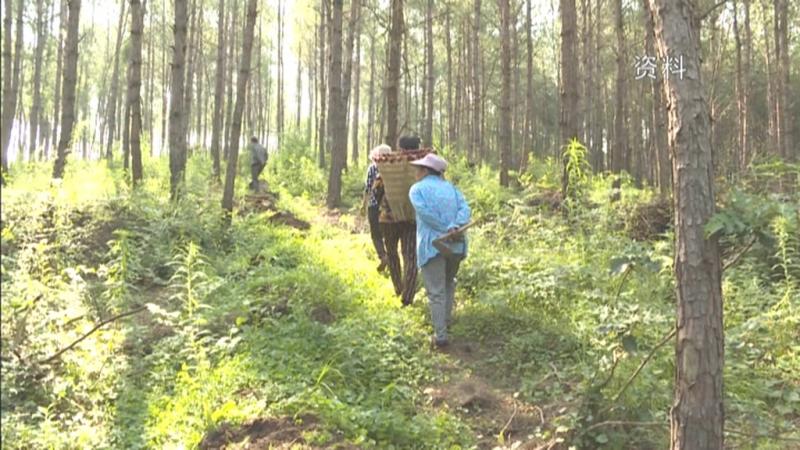 我区茯苓种植户人均增收400元.mpg_20201201_194610.281.jpg