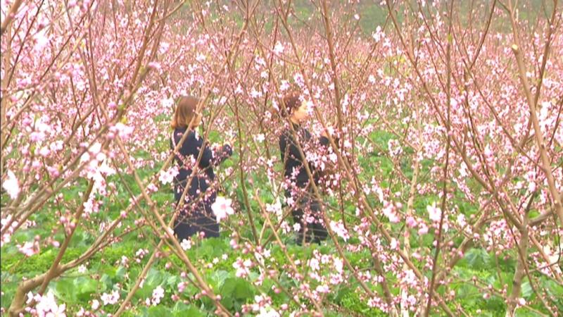 明媚春光 桃花谷里桃花开.mpg_20210308_194124.344.jpg