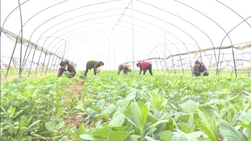 抢抓节令种蔬菜 群众增收有盼头.mpg_20210315_192051.096.jpg